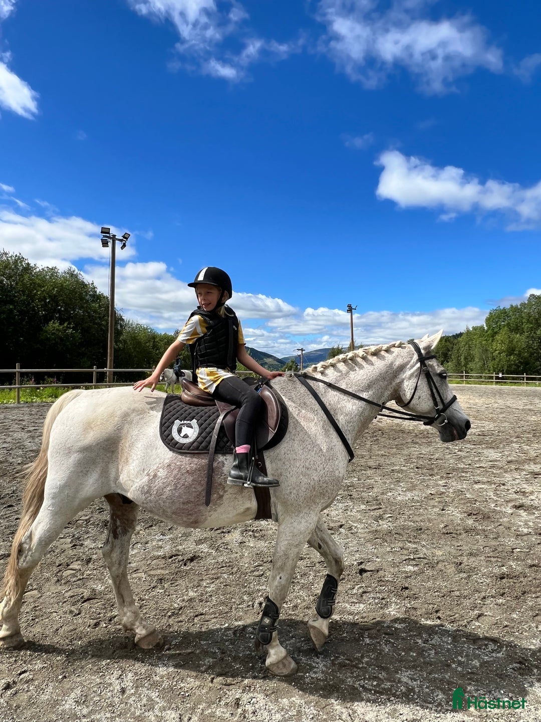 Allround hästar till salu: Vacker herre med hjärta av guld.  i Åre - Annons 6