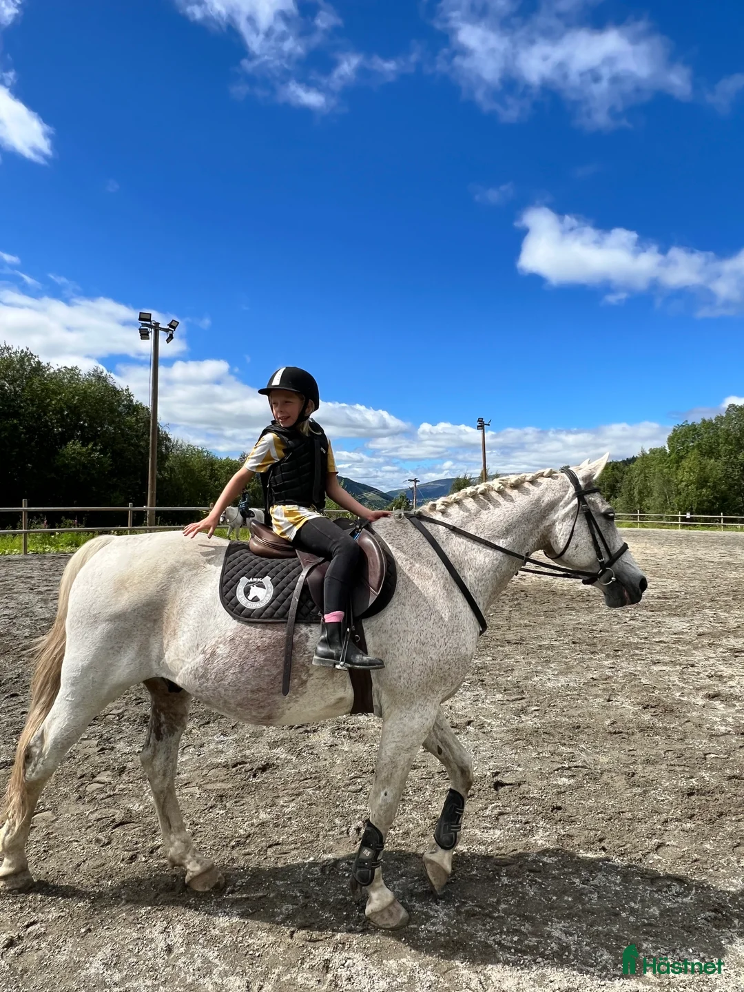 Allround hästar till salu: Vacker herre med hjärta av guld.  i Åre - Annons 6