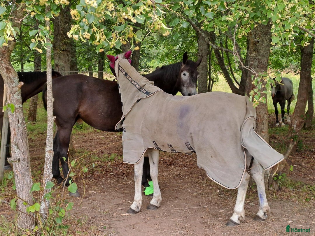  stallplats finnes: Kollektiv eller Service Adolfsbergs stallet i Bro - Annons 8