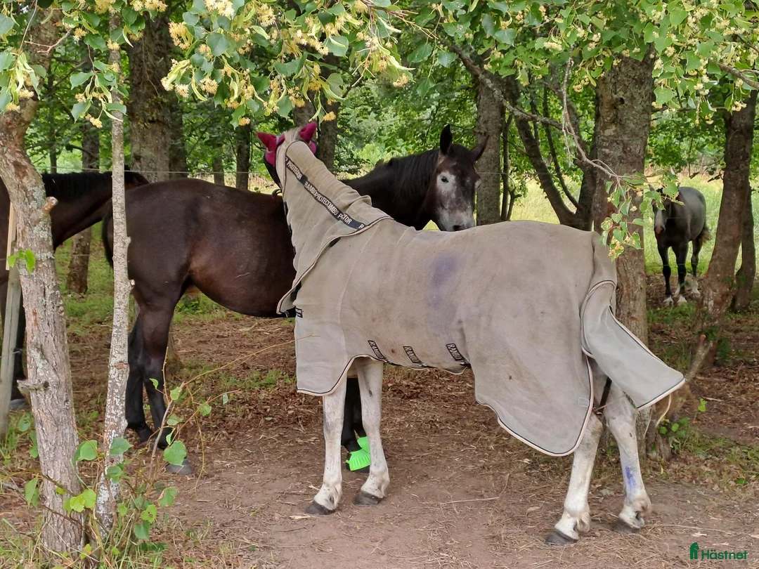  stallplats finnes: Kollektiv eller Service Adolfsbergs stallet i Bro - Annons 8