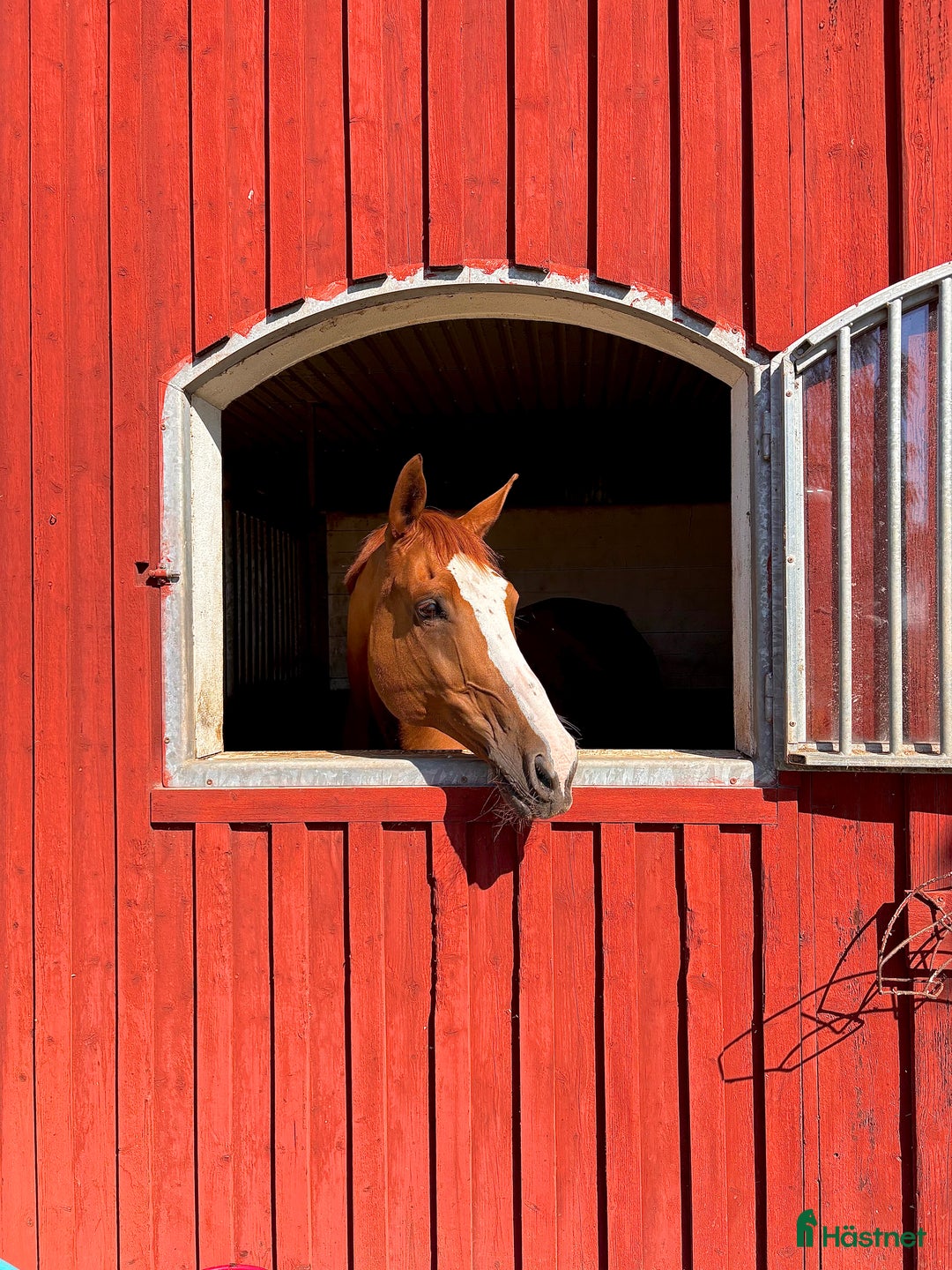 Dressyr hästar till salu: Lyxig hobbyhäst  i Sunne - Annons 2