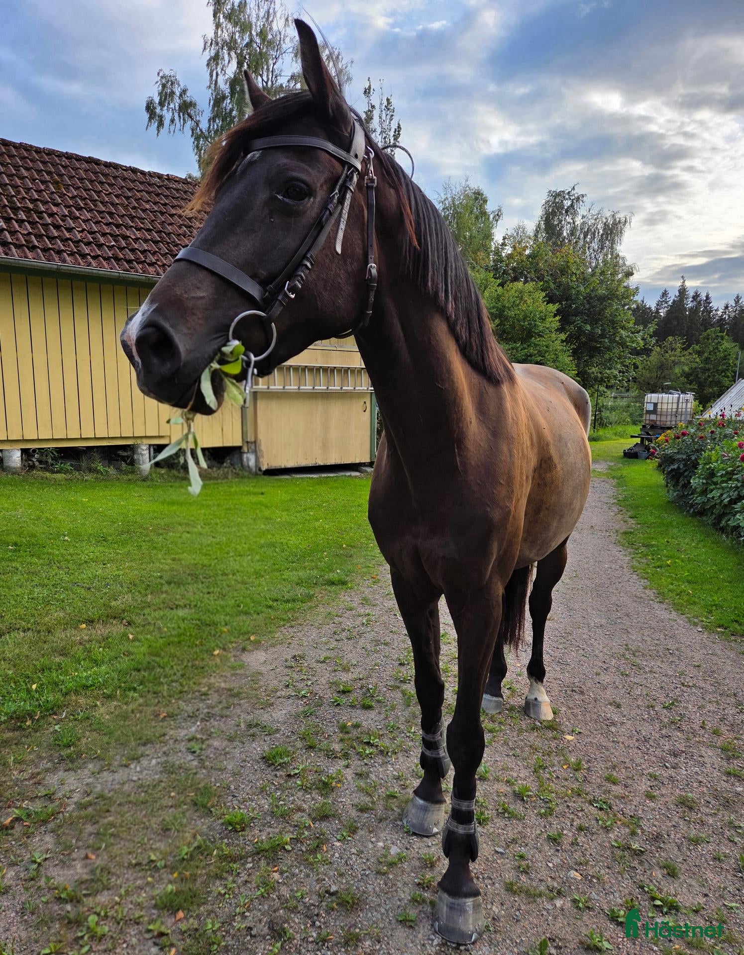  hästar Unghäst för framtiden e: Mr Vain - Annons 1
