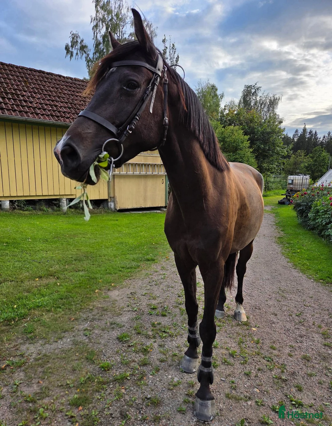 Hoppning hästar till salu: Unghäst för framtiden e: Mr Vain - Annons 1