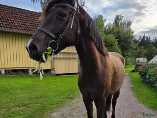 hästar Unghäst för framtiden e: Mr Vain - Annons 1
