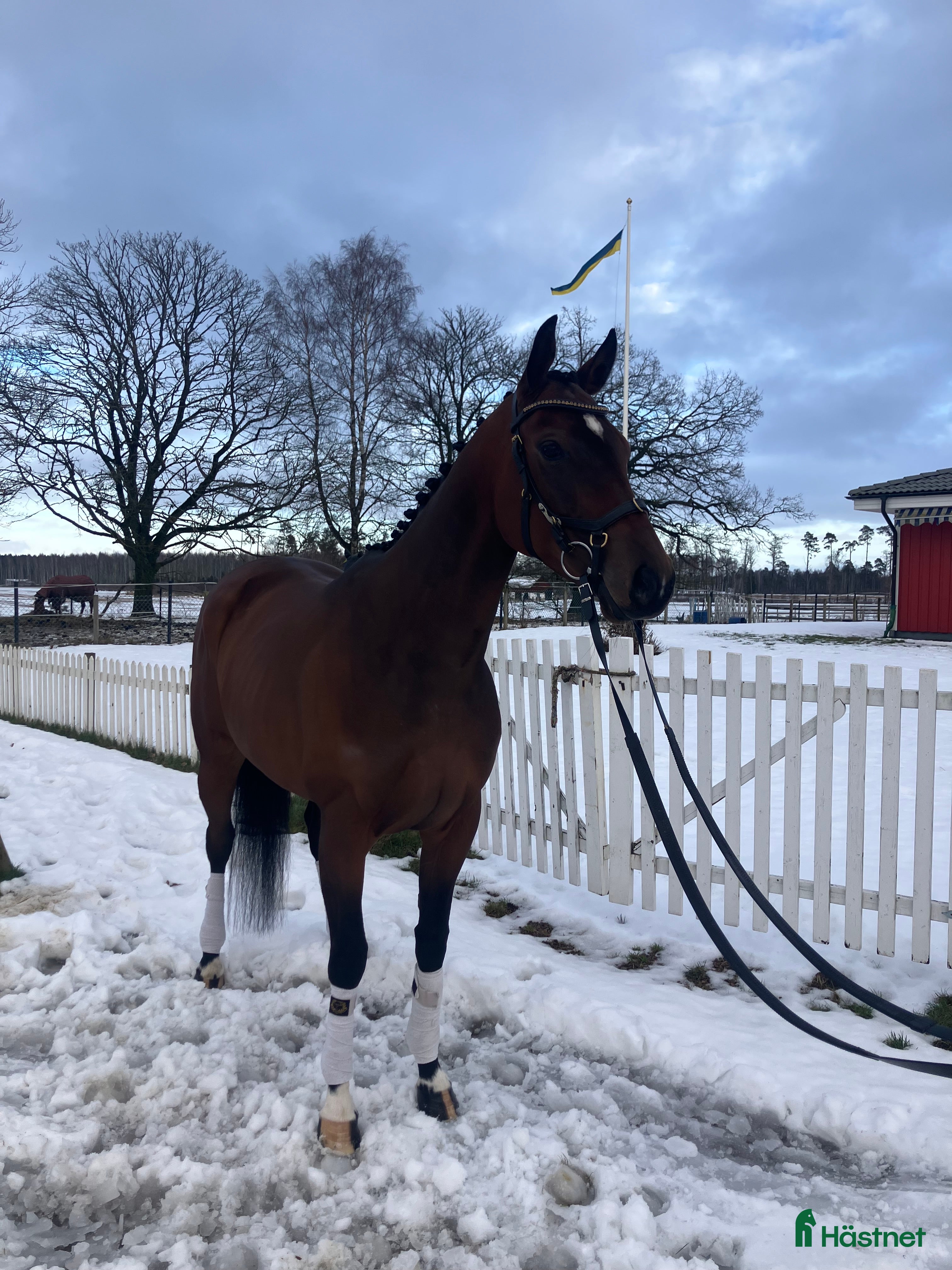  hästar Fantastisk bästa vän  i Skara - Annons 3