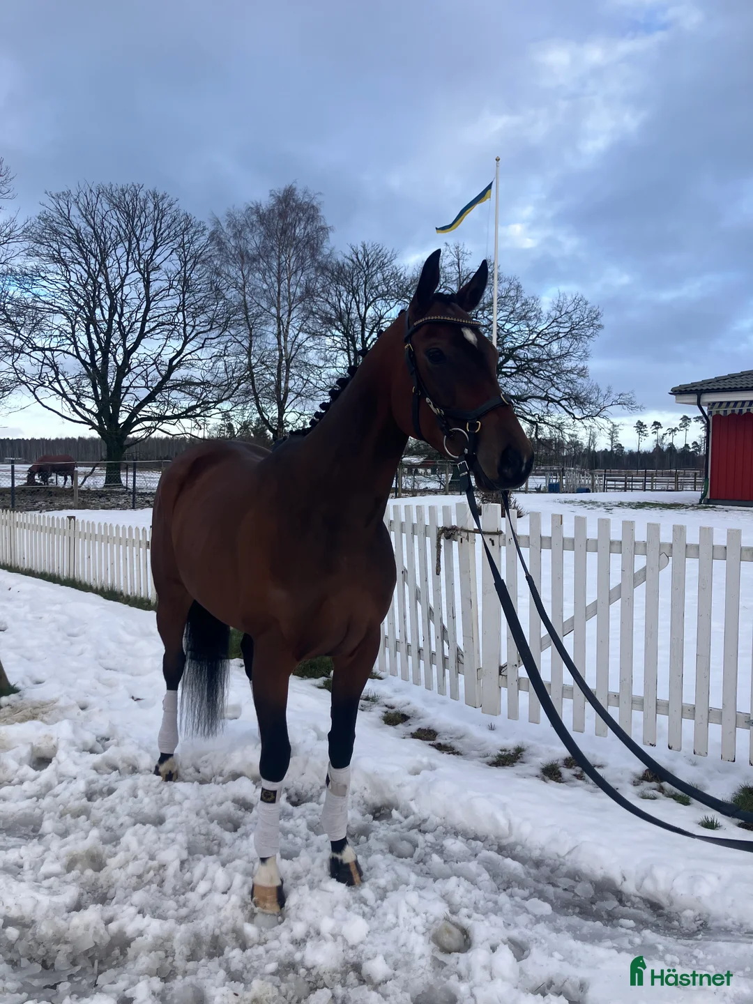 Allround hästar till salu: Fantastisk bästa vän  i Skara - Annons 1