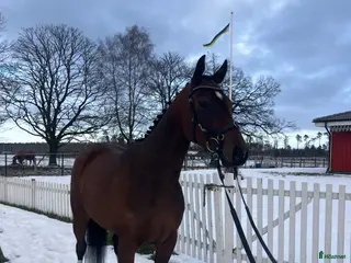 hästar Fantastisk bästa vän i Skara - Annons 3