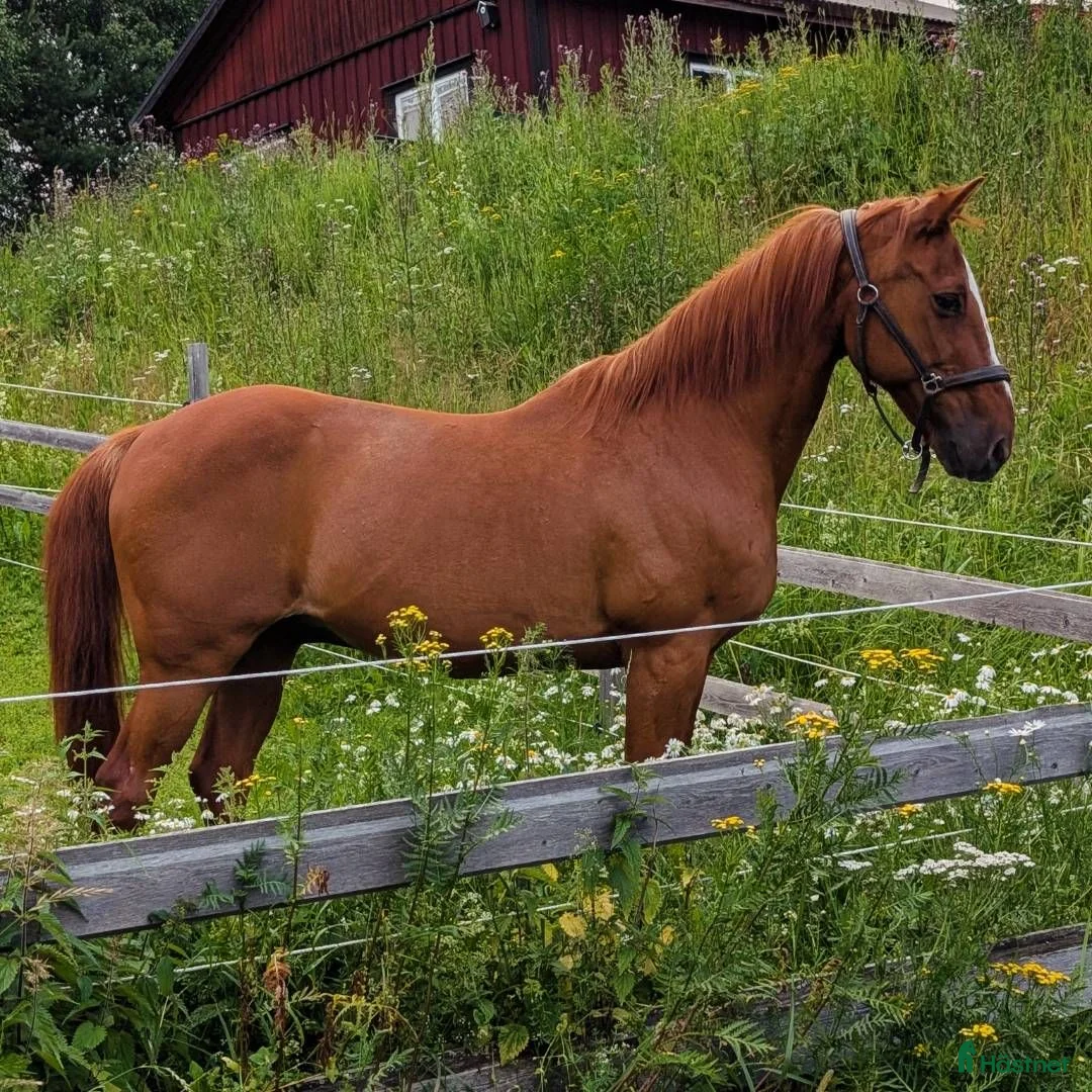 foderhäst finnes: SÖKER långtidsfodervärd till gubbe, västernorrlan i Matfors - Annons 2