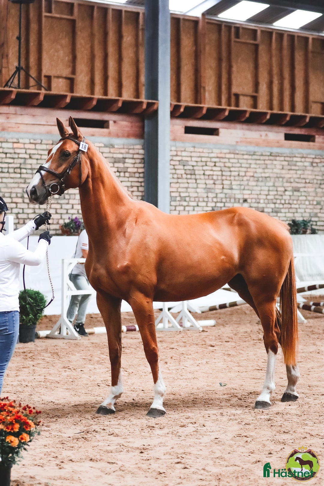 Hoppning hästar till salu: Utan mellanhänder, från en hästuppfödare i Sorunda - Annons 2