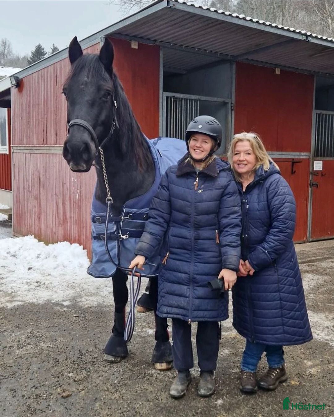  hästar Mor/dotter islandshäst sökes! - Annons 8