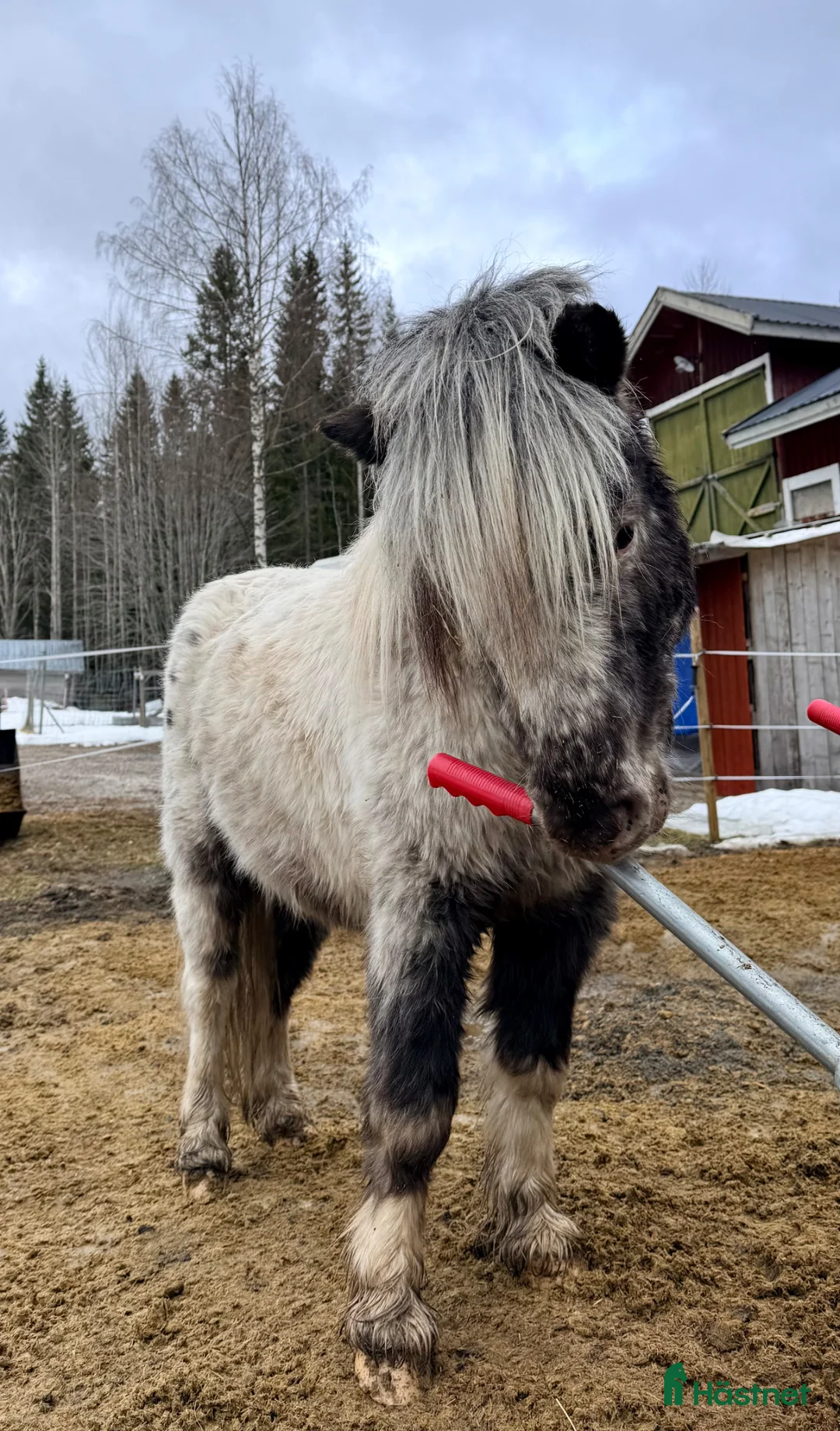 Övrigt hästar till salu: En liten herre med enorm personlighet.  i Stöde - Annons 2