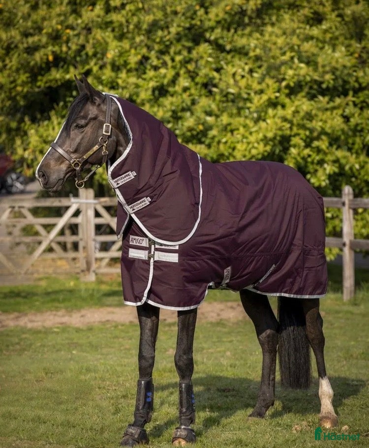 Täcken hästutrustning till salu: Horseware utetäcke 100 gr - Annons 1