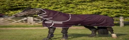 Täcken hästutrustning till salu: Horseware utetäcke 100 gr - Annons 1