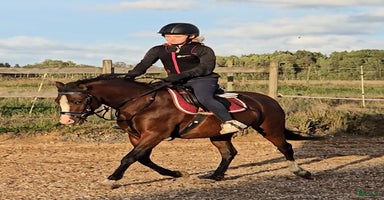  hästar i Vedum - Annons 2