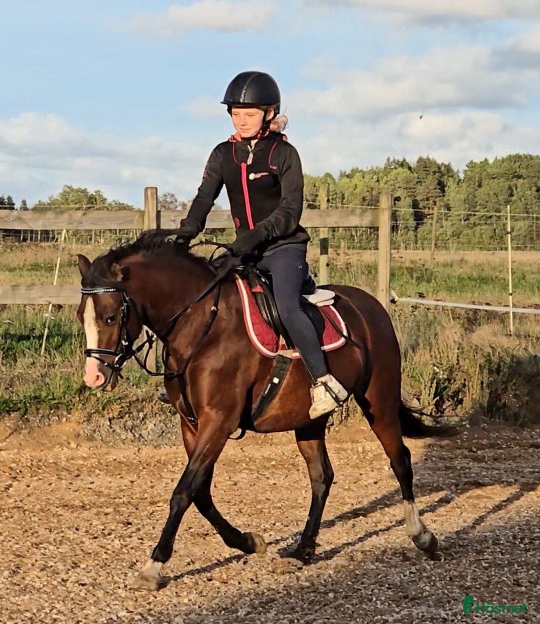 Hoppning hästar till salu: Super söt ponny säljas  i Vedum - Annons 2