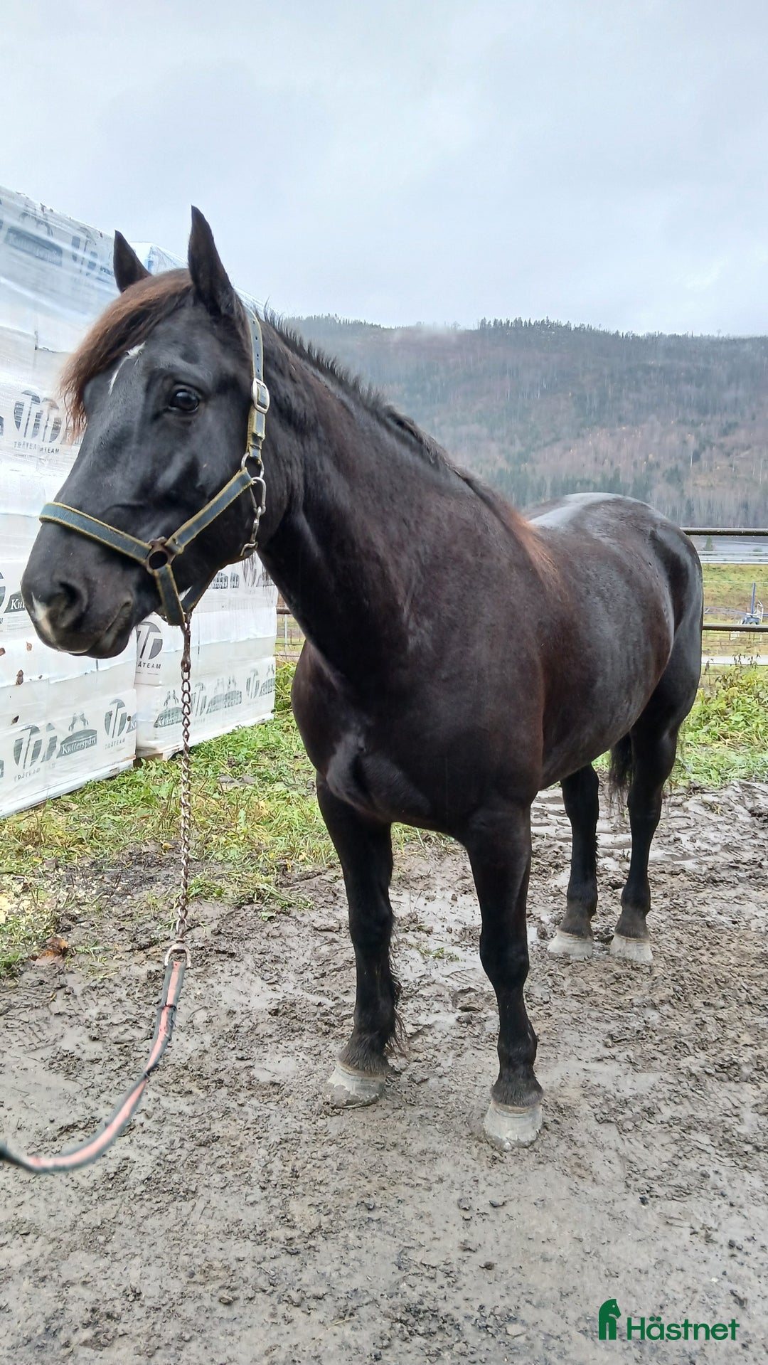 Allround hästar till salu: Kallblodsvalack  i Indal - Annons 2