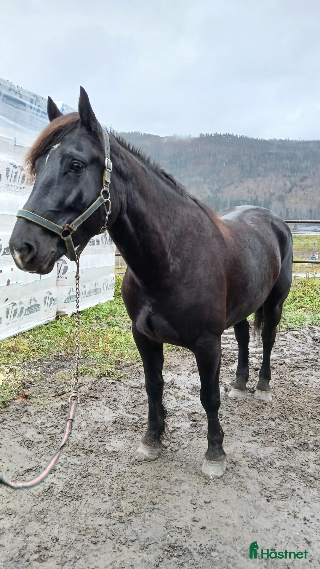 Allround hästar till salu: Kallblodsvalack  i Indal - Annons 2