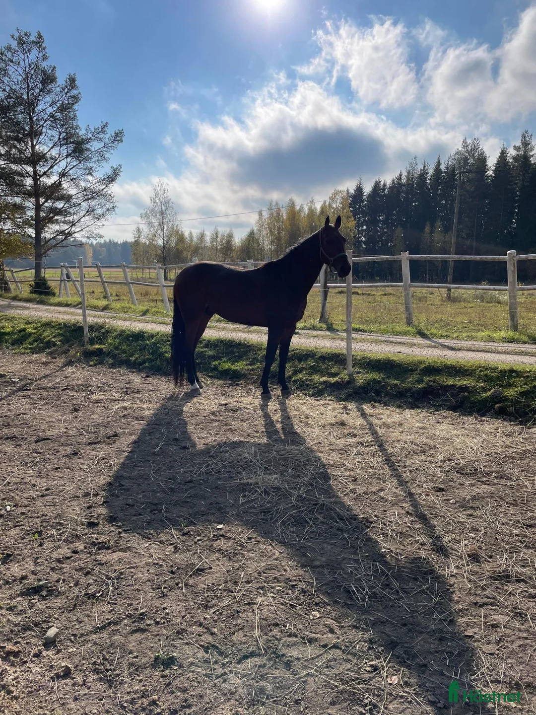 Övrigt hästar till salu: Bugsy söker nytt hem! - Annons 2