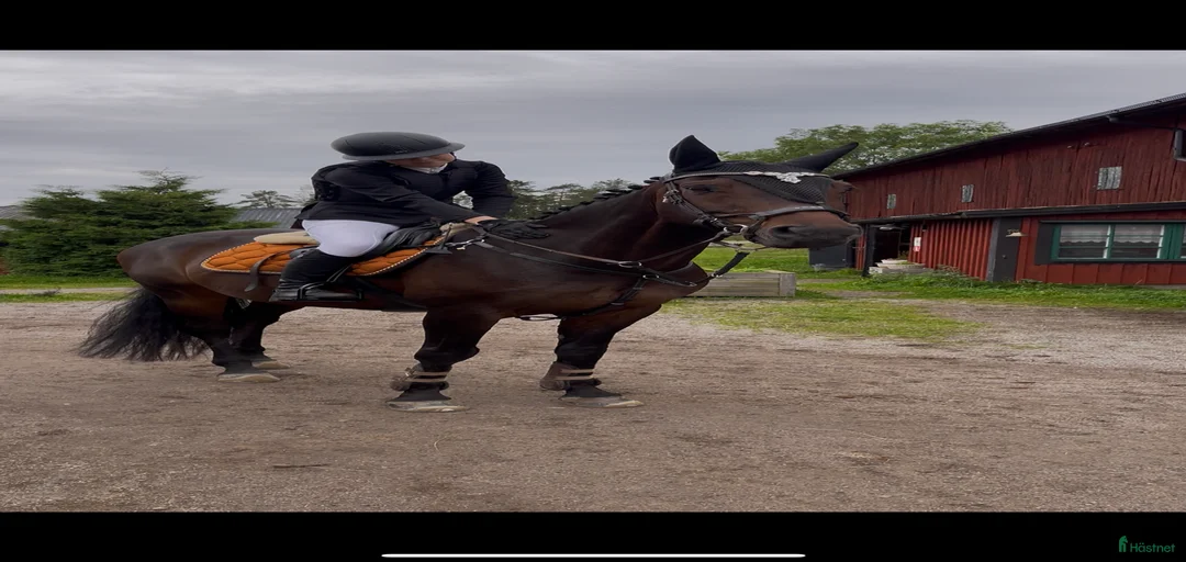 Galleribild {{count}}