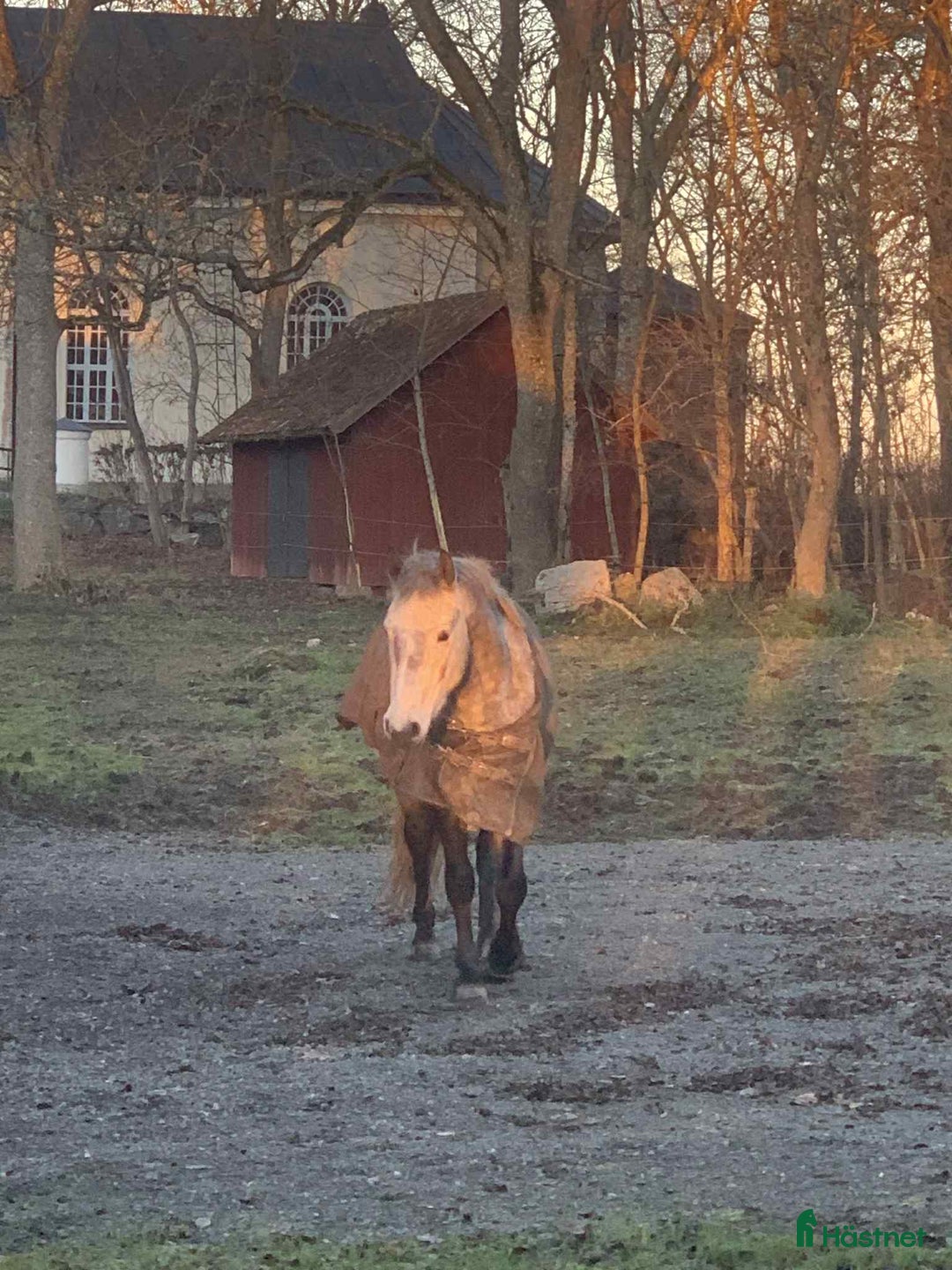 Allround hästar till salu: Svenskfödd, riden, supersnäll 3-åring med fin stam i Fjärdhundra - Annons 6