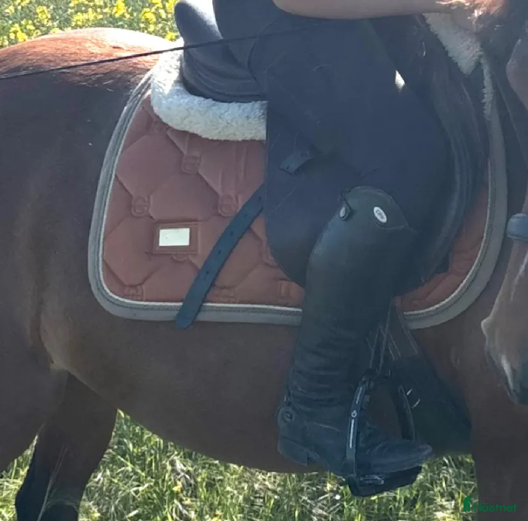 Schabrak & Vojlockar hästutrustning till salu: Orange equestrian Stockholm schabrak i Åkarp - Annons 3