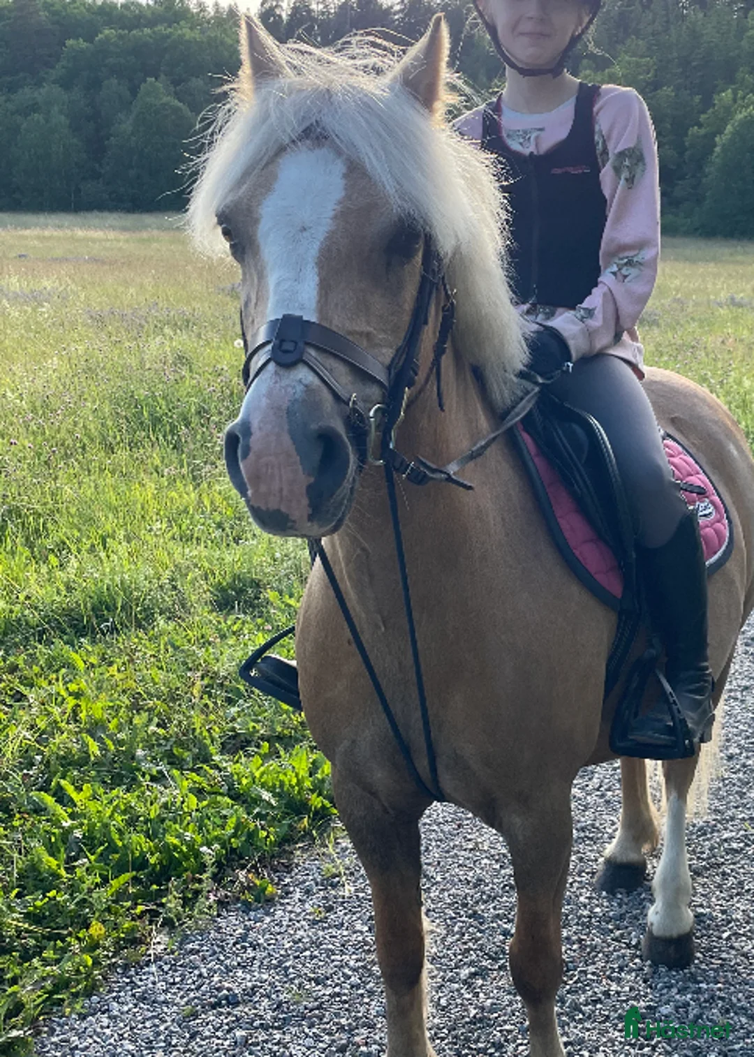 Träns hästutrustning till salu: Brunt dyon träns! i Täby - Annons 2