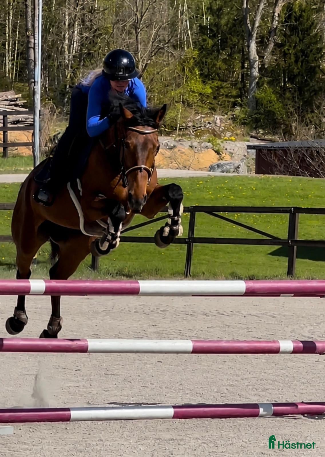  hästar Lovande ungponny med mycket potential🌟 - Annons 3