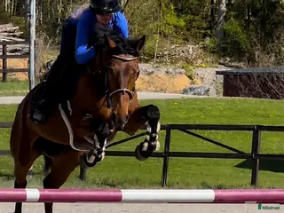 hästar Lovande ungponny med mycket potential🌟 - Annons 3