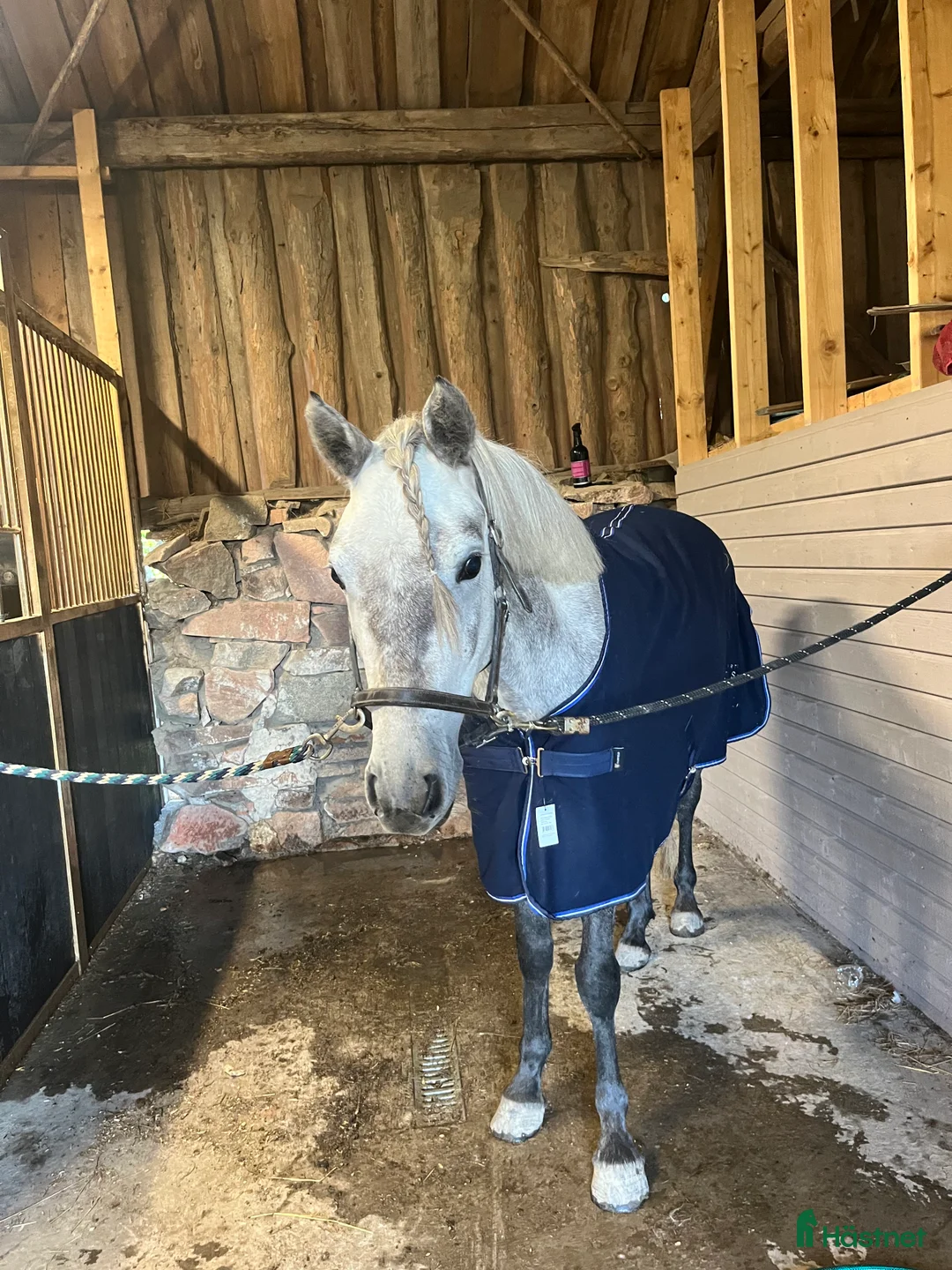 Allround hästar till salu: Sockersöt Connemara  - Annons 3