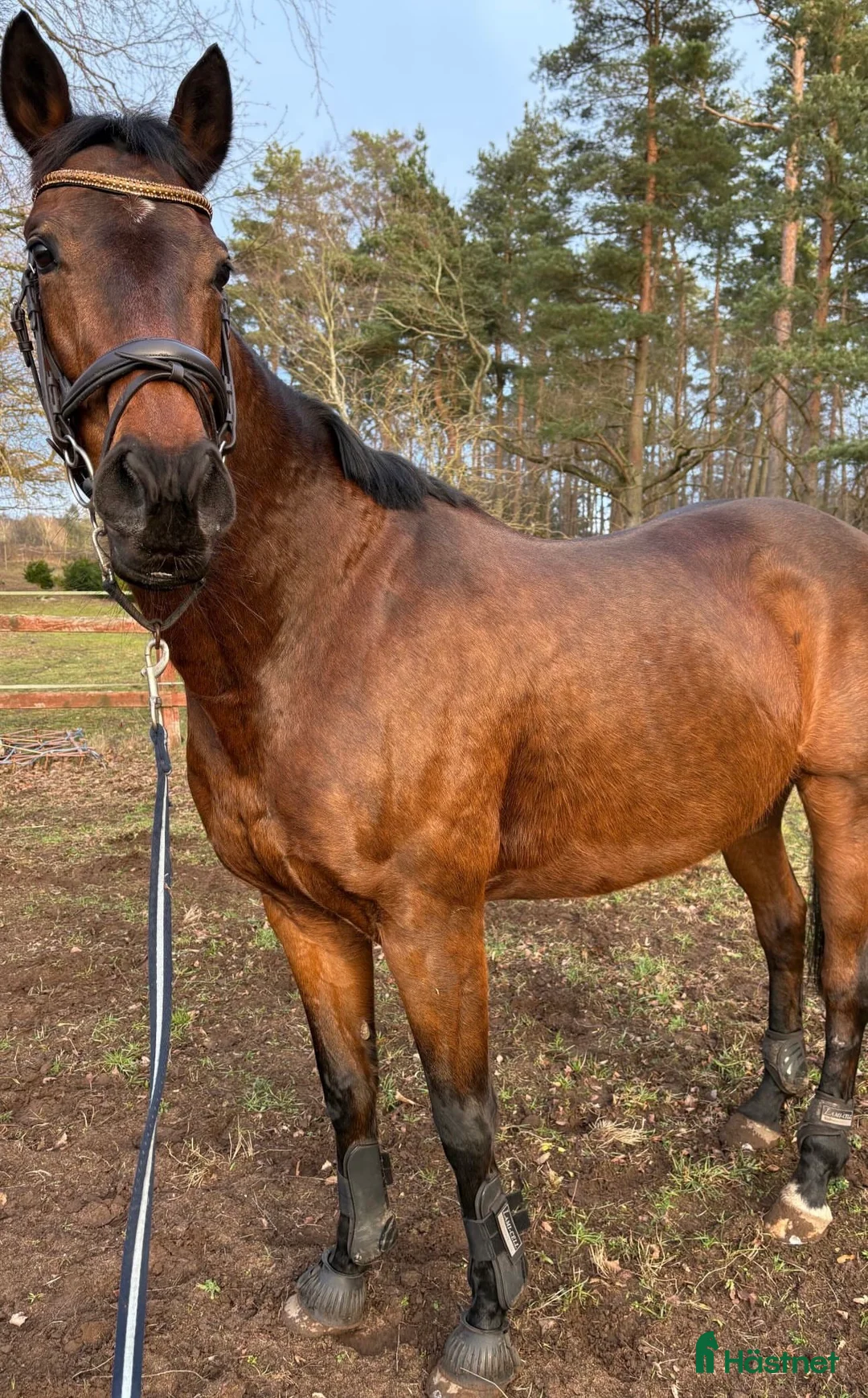 Allround hästar till salu: Avel/ Allround intressekoll i Kristianstad - Annons 2