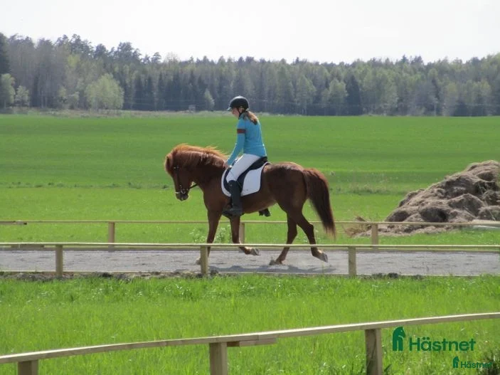  medryttarhäst sökes: Vuxen medryttare - Annons 4