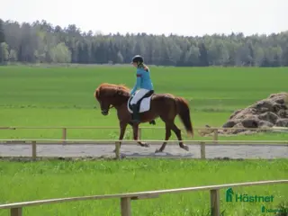 medryttarhäst sökes: Vuxen medryttare - Annons 4