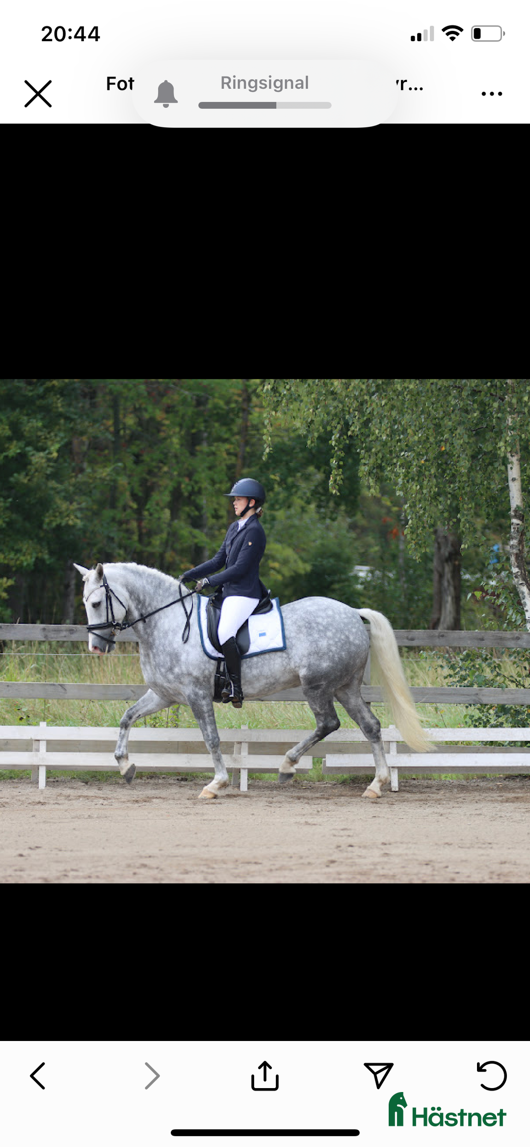 Dressyr hästar till salu: Fantastisk ponny med stor utstrålning  i Mölltorp - Annons 9