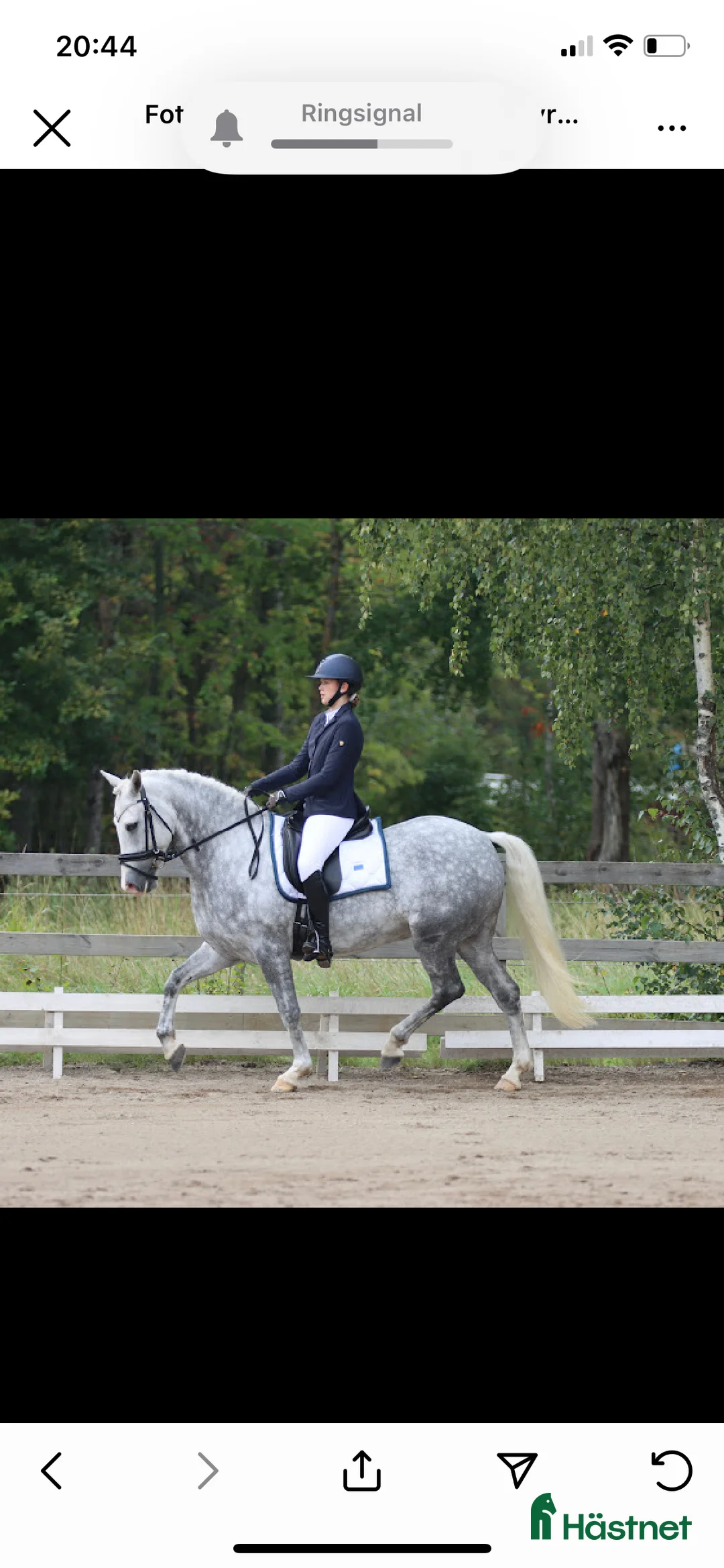 Dressyr hästar till salu: Fantastisk ponny med stor utstrålning  - Annons 9