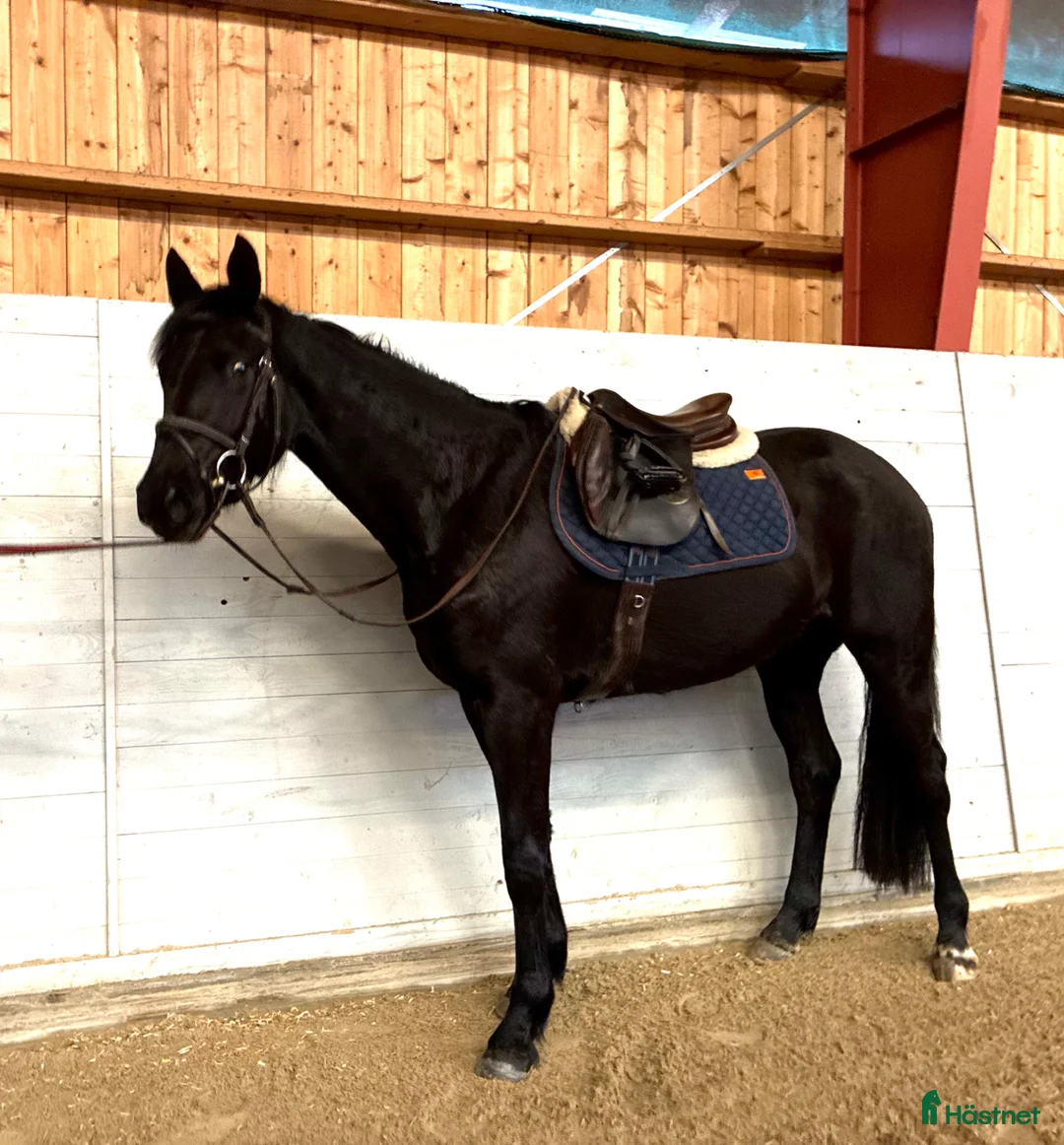 Hoppning hästar till salu: SWB valack - Annons 1