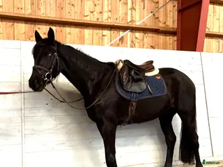 hästar SWB valack - Annons 6