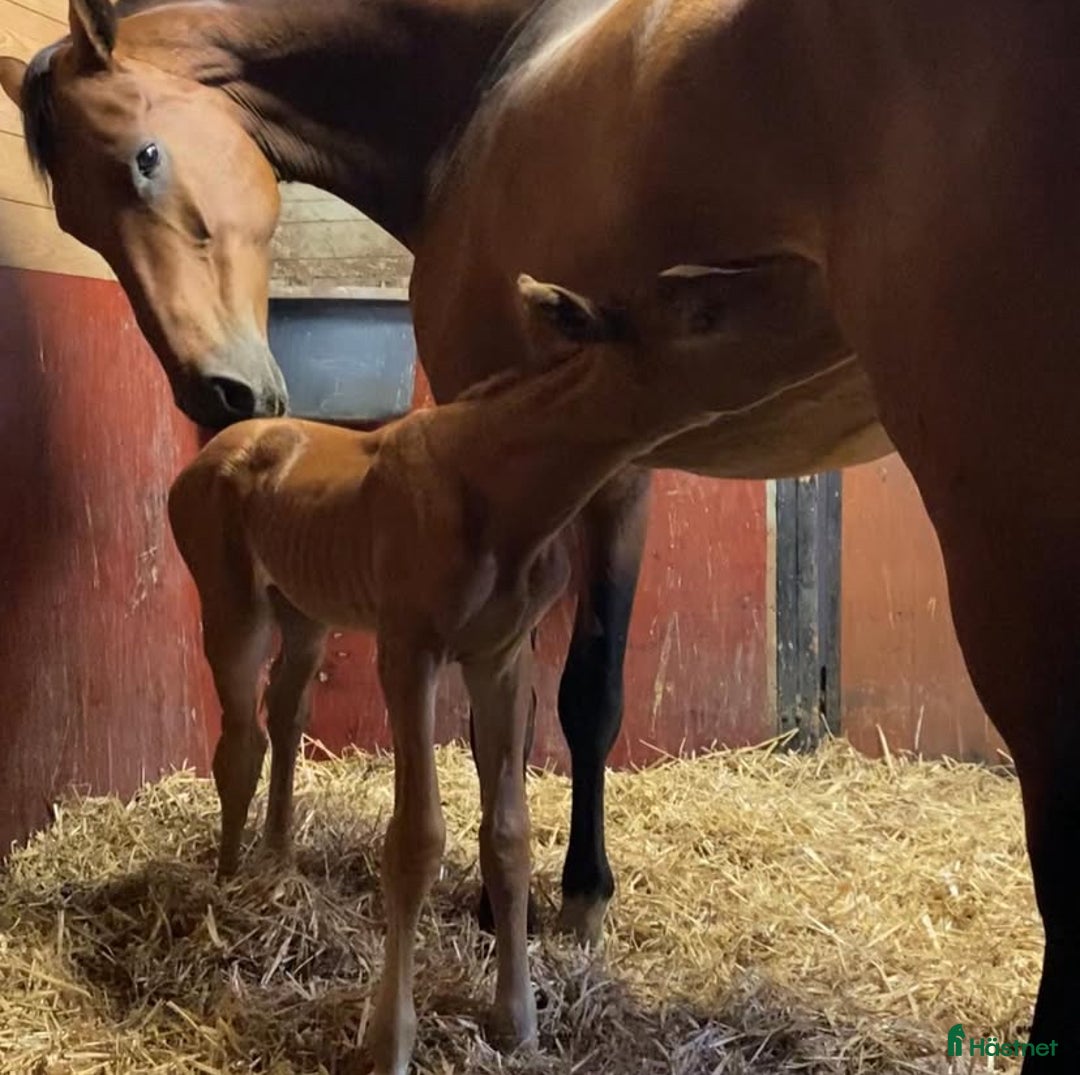 Allround hästar till salu: Välutbildad häst, besiktad UA i Vrigstad - Annons 3