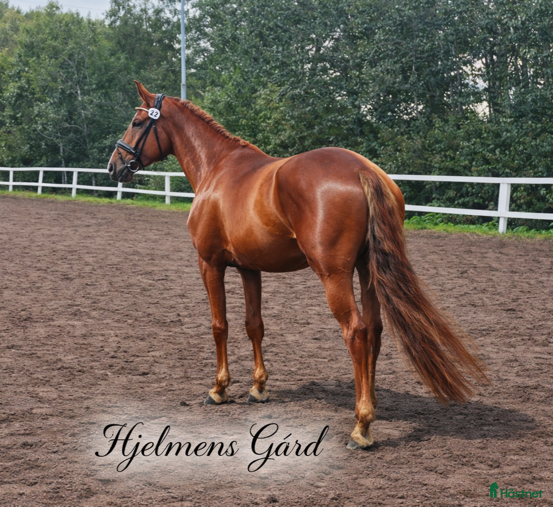  hästservice In/tillridning igångsättning vad behöver din häst. - Annons 1