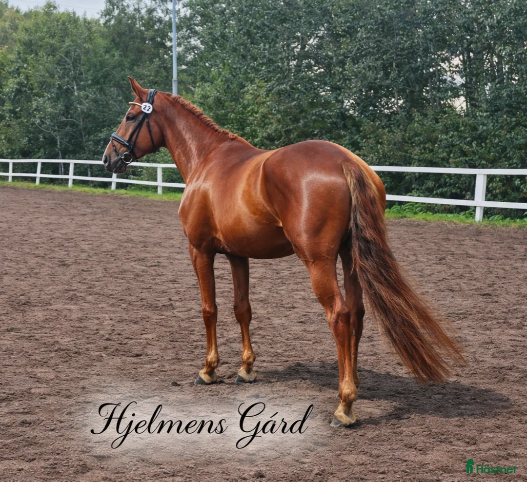  hästservice finnes: In/tillridning igångsättning vad behöver din häst. - Annons 1