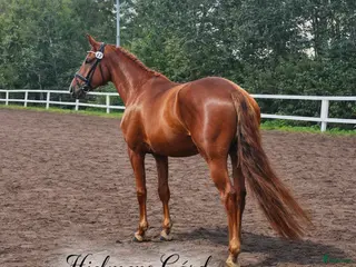 hästservice In/tillridning igångsättning vad behöver din häst. - Annons 1