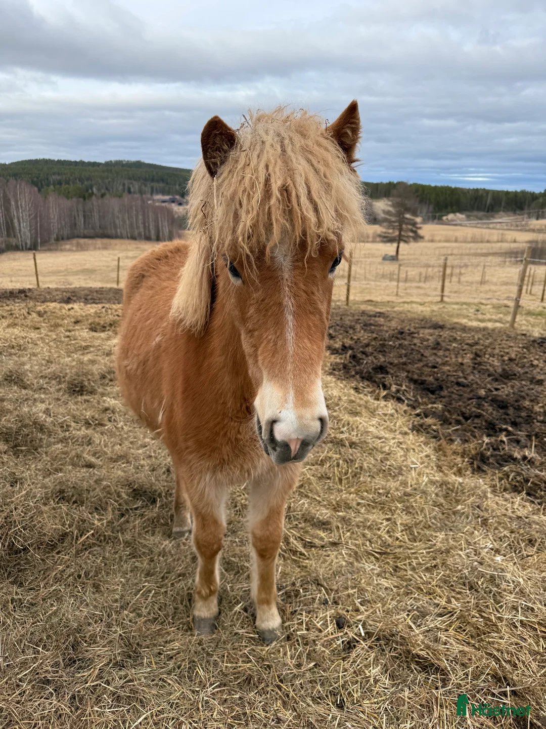 Island hästar till salu: Bedårande söt och lovande sto i Ljusdal - Annons 6