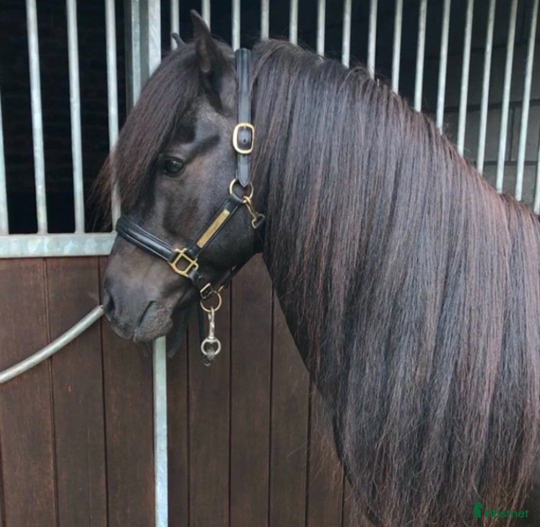 Allround hästar till salu: Världens snällaste islänning 12 år i Söderköping - Annons 14