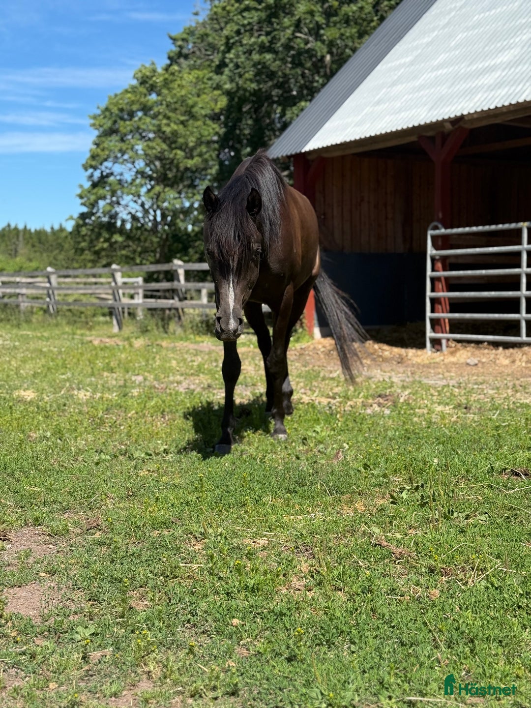 Allround hästar till salu: Världens bästa kille!  i Bräkne-Hoby - Annons 1