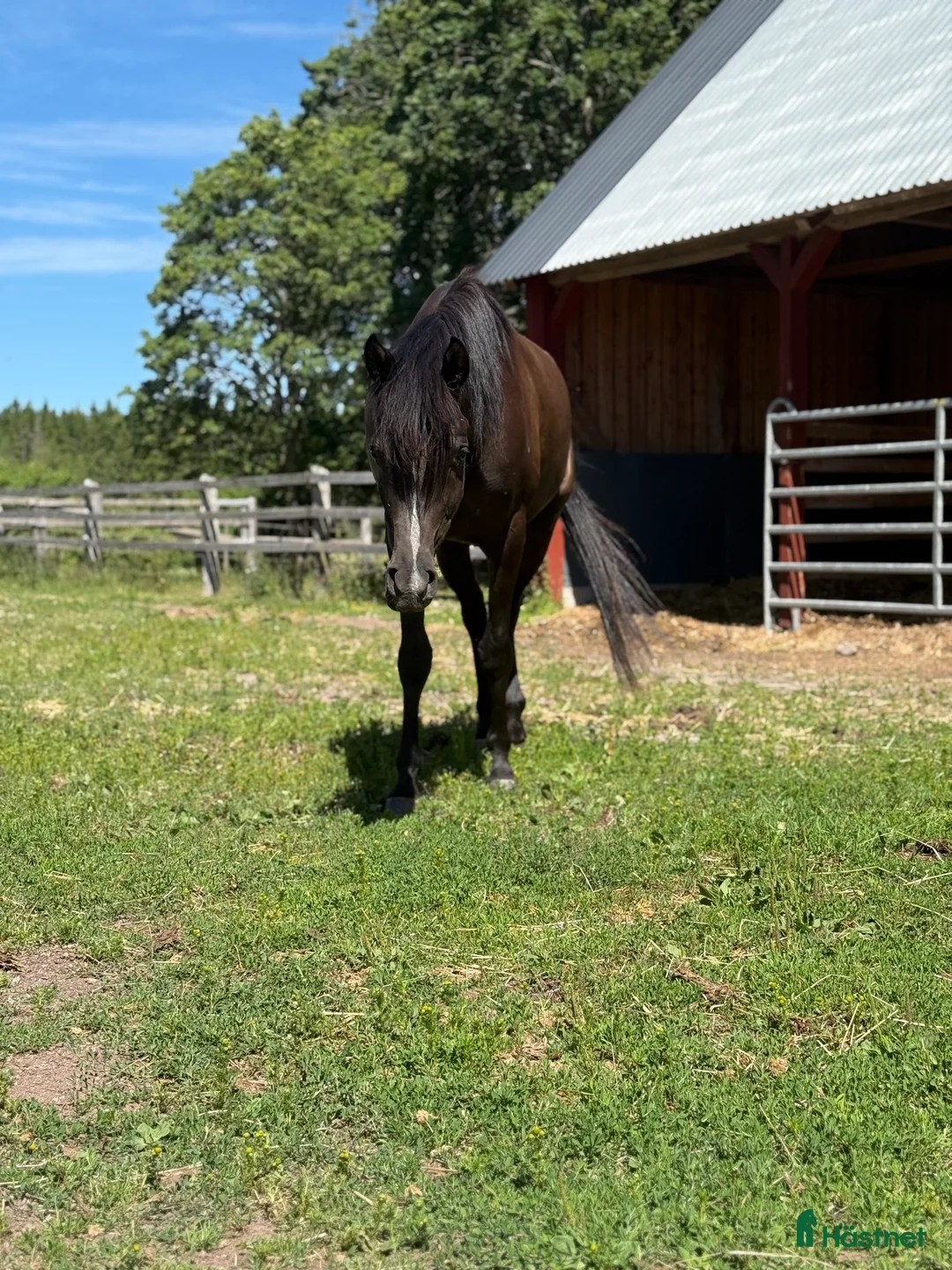 Allround hästar till salu: Världens bästa kille!  i Bräkne-Hoby - Annons 1