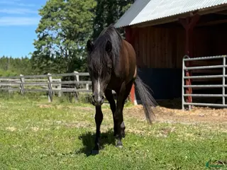 hästar Världens bästa kille! i Bräkne-Hoby - Annons 2