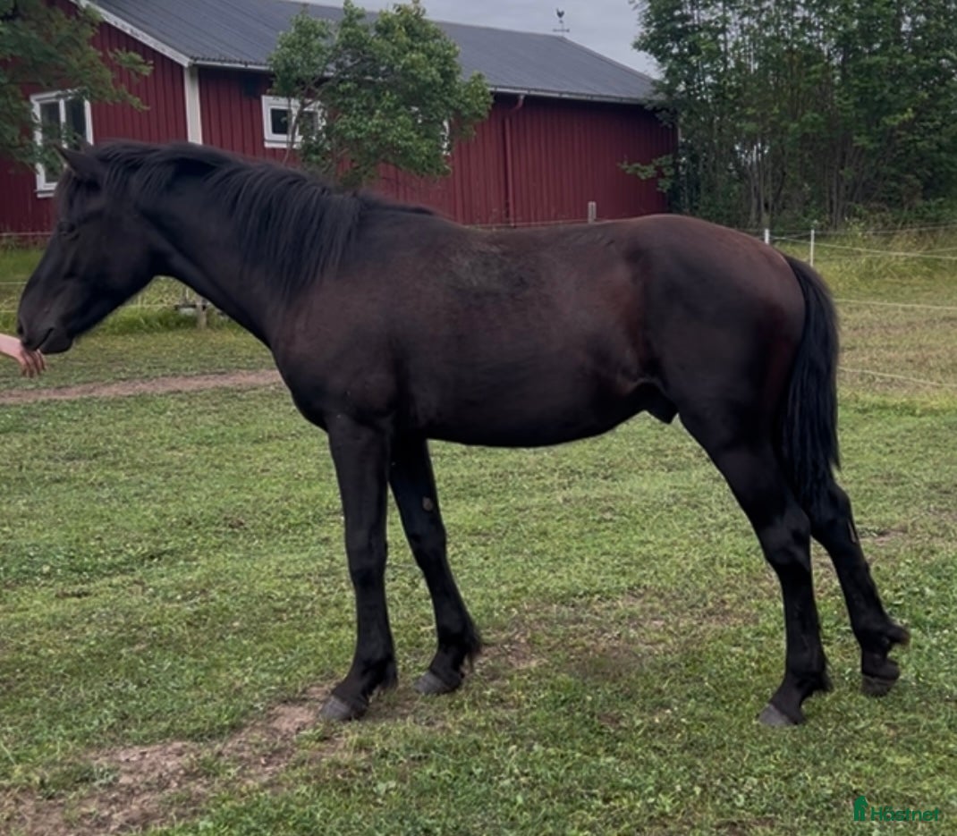  hästar Hingst Ängssjö odin i Skellefteå - Annons 4