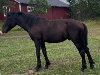 hästar Hingst Ängssjö odin i Skellefteå - Annons 4