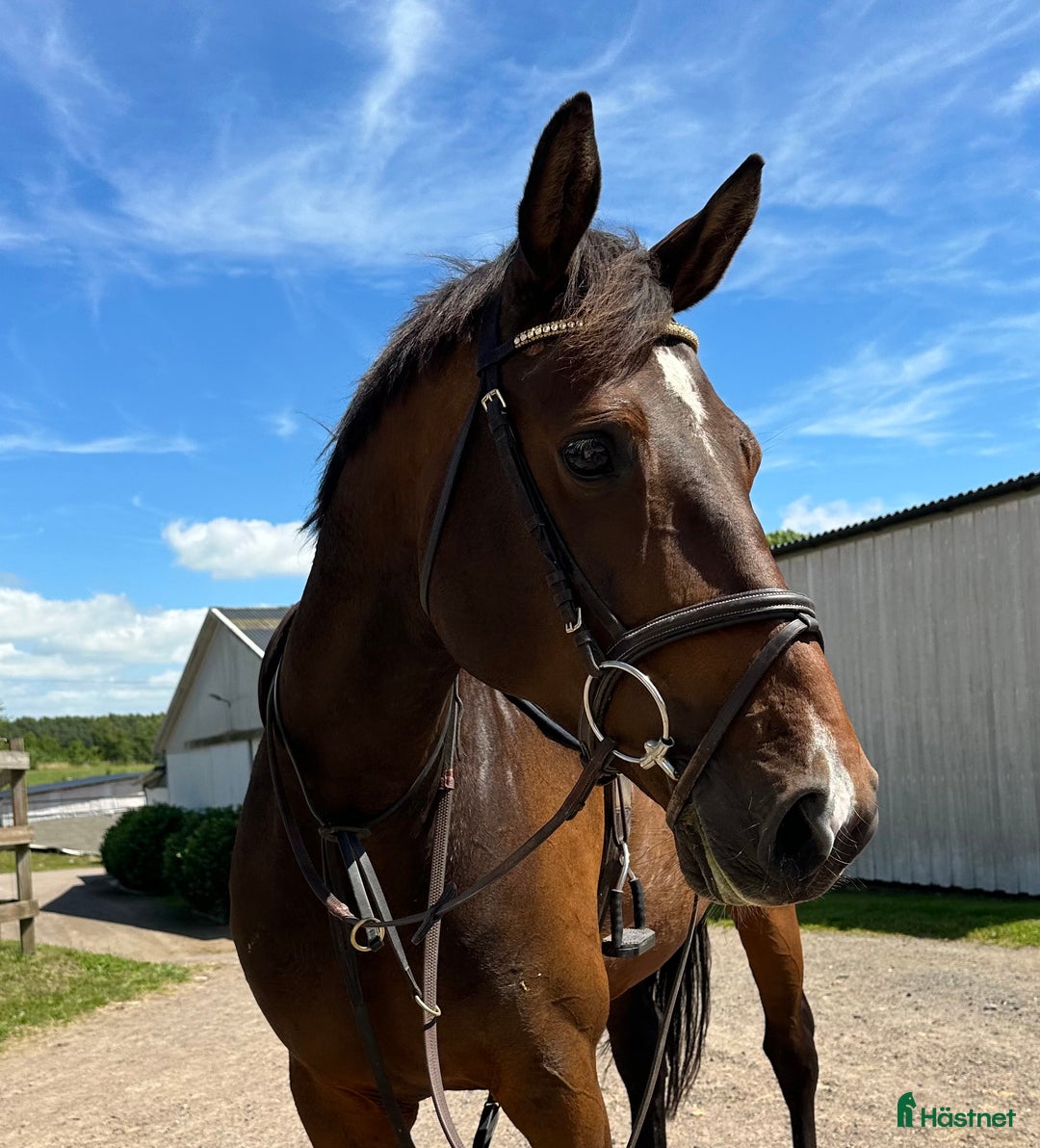 Hoppning hästar till salu: Tävlings kompis  i Rydebäck - Annons 1