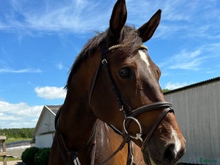 hästar Tävlings kompis i Rydebäck - Annons 6