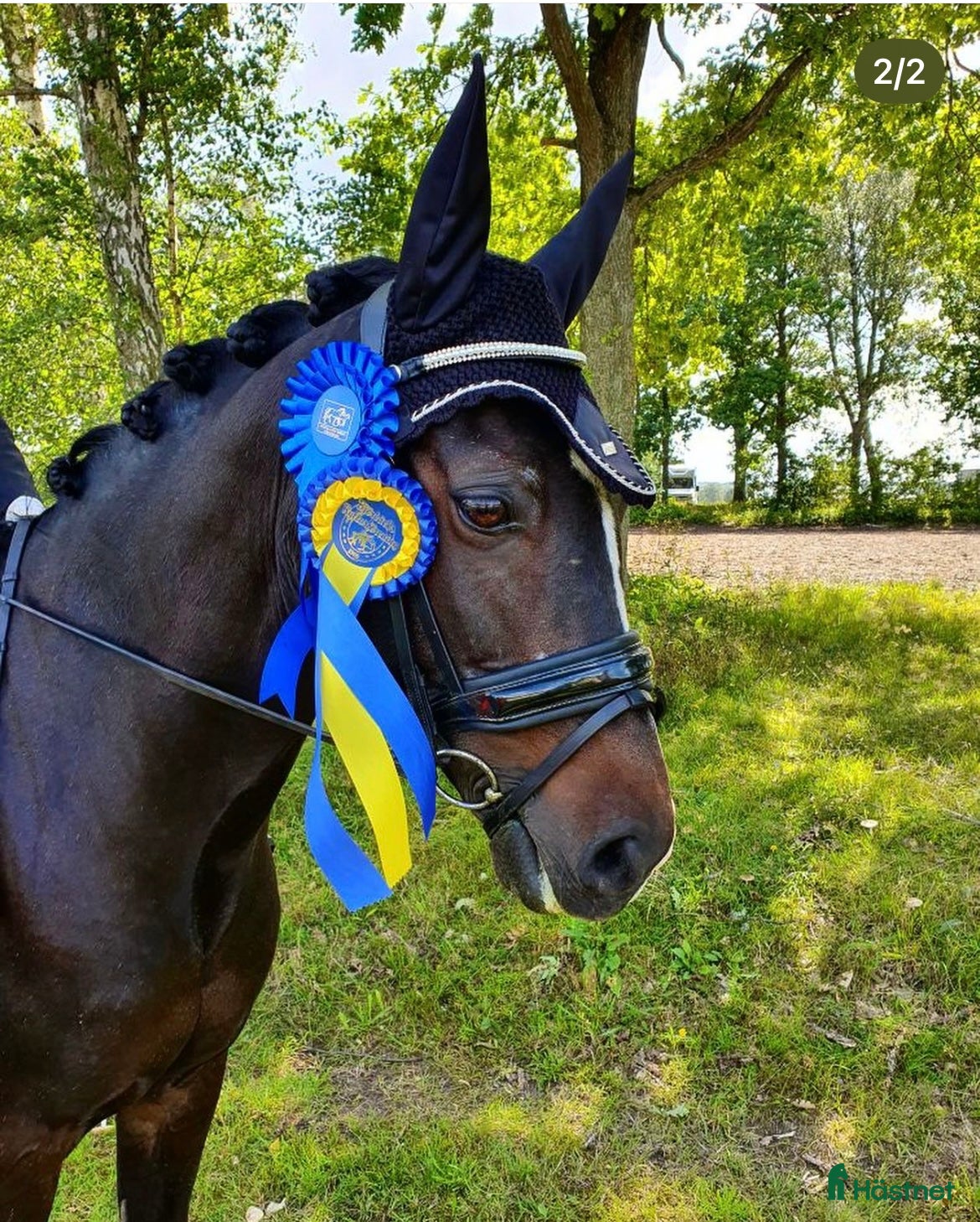  hästar D-ponny  - Annons 8